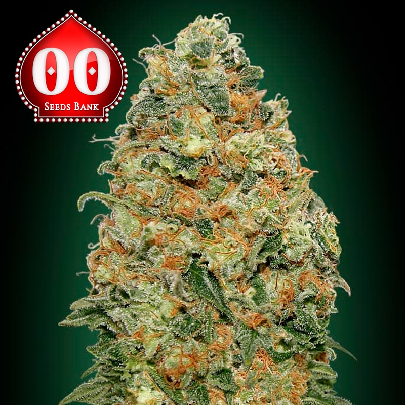 Imagen de White Widow - Variedad Feminizada Original