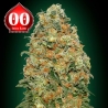 Imagen de White Widow - Variedad Feminizada Original