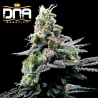 Purple Kosher