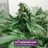 Black Jesus Og