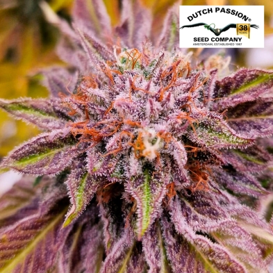 Imagen de Ice Cream Haze