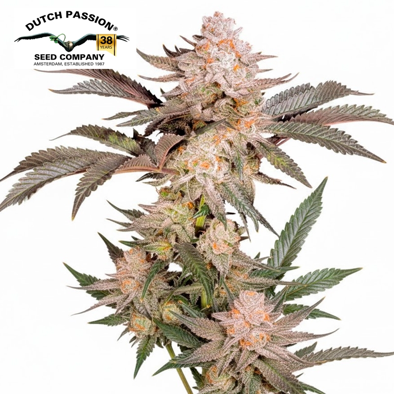 Imagen de Orange Bud 2.0