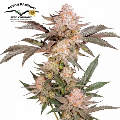 Imagen de Orange Bud 2.0