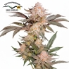 Imagen de Orange Bud 2.0