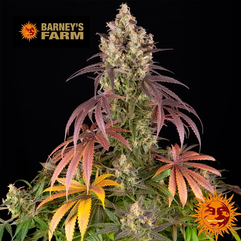Imagen de Lemon Cherry Gelato