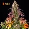 Imagen de Lemon Cherry Gelato
