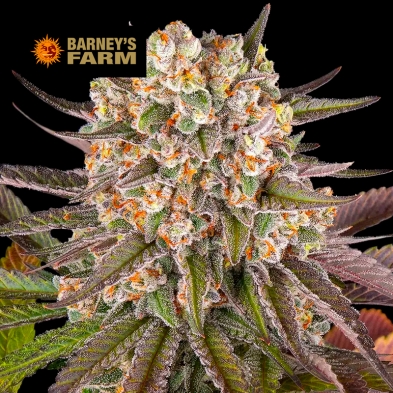 Imagen de Limoncello Feminizada de Barneys Farm