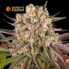 Imagen de Limoncello Feminizada de Barneys Farm