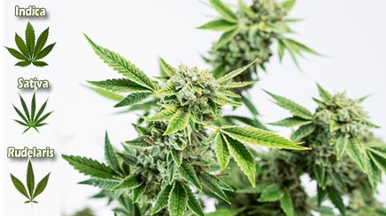 Tipos de Marihuana
