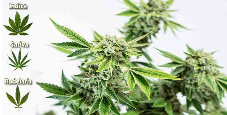 tipos de marihuana
