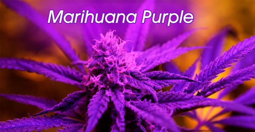 marihuana morada