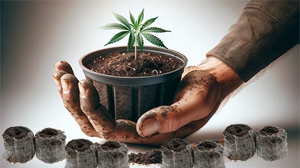 Cuándo Pasar de Jiffy a maceta: Dos Métodos Preferidos por los Cultivadores