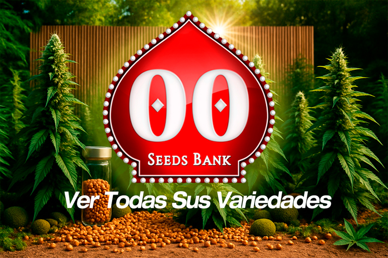 Semillas 00 Seeds - Índicas y autoflorecientes con excelente relación calidad-precio
