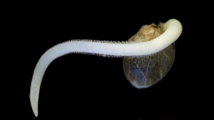 como germinar semillas de marihuana
