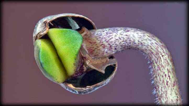 semilla germinando semilla germinando