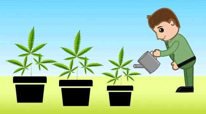 Como regar la marihuana