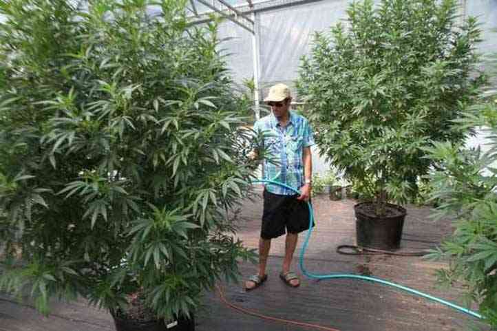 Hombre regando marihuana