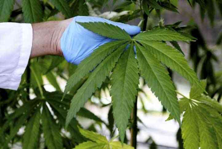 700 plantas de marihuana en un rotonda