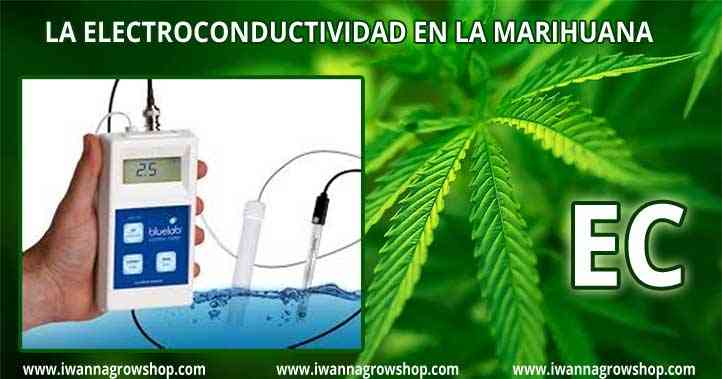 La Electroconductividad EC en el cultivo de marihuana