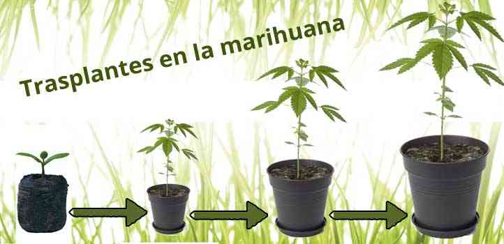 Los trasplantes en la marihuana paso a paso