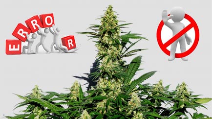 15 Errores típicos al cultivar marihuana