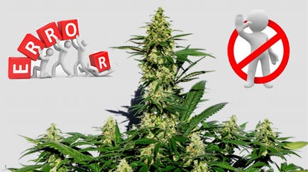 errores comunes al cultivar marihuana