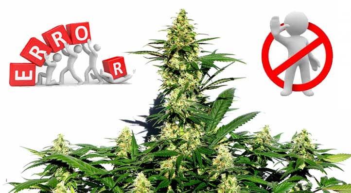 errores tipicos al cultivar marihuana