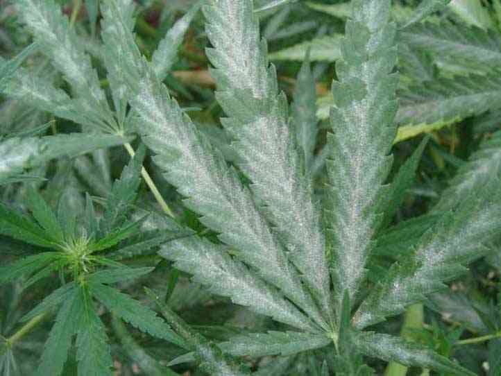 Como combatir el oidio en la marihuana