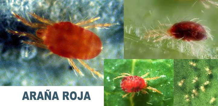 como eliminar la araña roja en la marihuana
