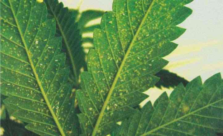 El envés de una hoja de marihuana con mosca blanca