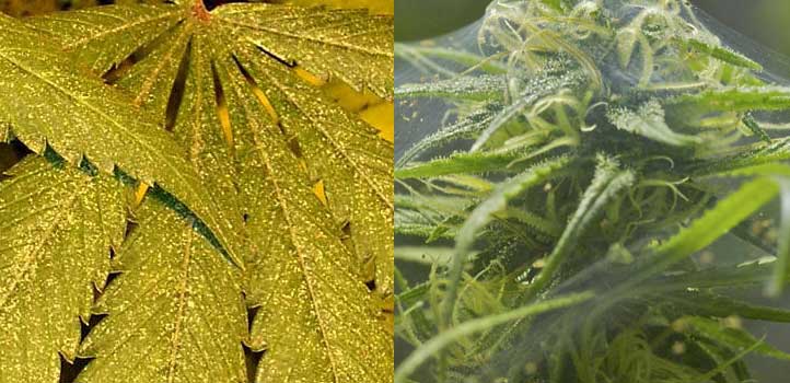 evidencias de la araña roja en la marihuana evidencias de la araña roja en la marihuana