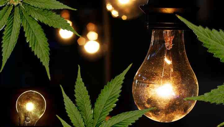tipos de luz para plantas de maria