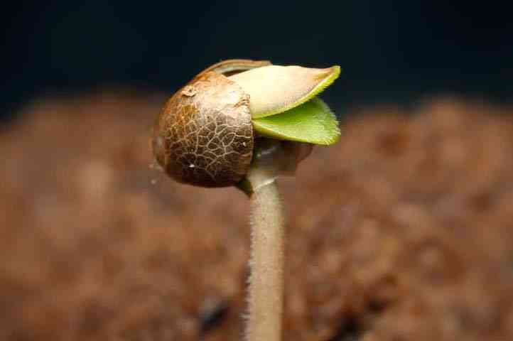 como germinar semillas autoflorecientes