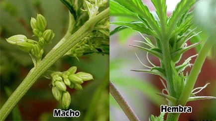 distinguir una planta de marihuana macho de una hembra