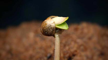germinar semillas autoflorecientes