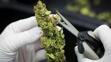 Cómo cortar la marihuana. Manicurado de las plantas