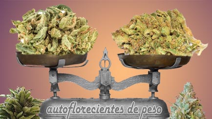 cuales son las semillas autoflorecientes más productivas