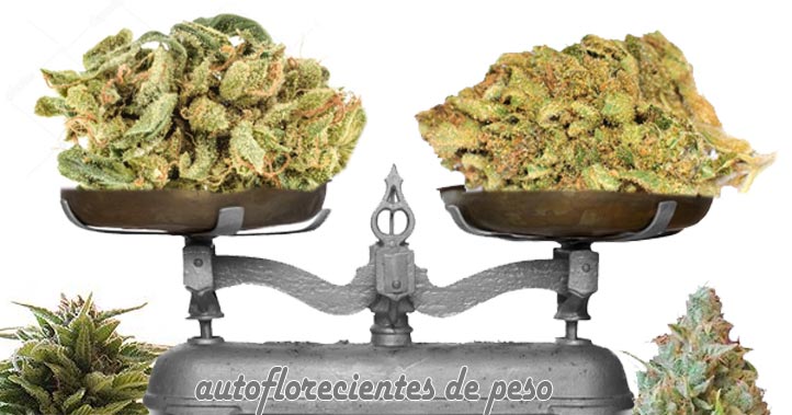 cuales son las semillas autoflorecientes más productivas