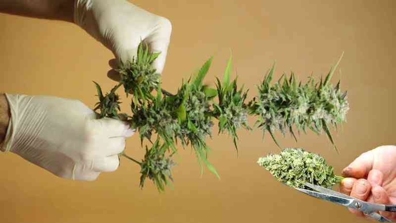 manicurado de la marihuana en humedo