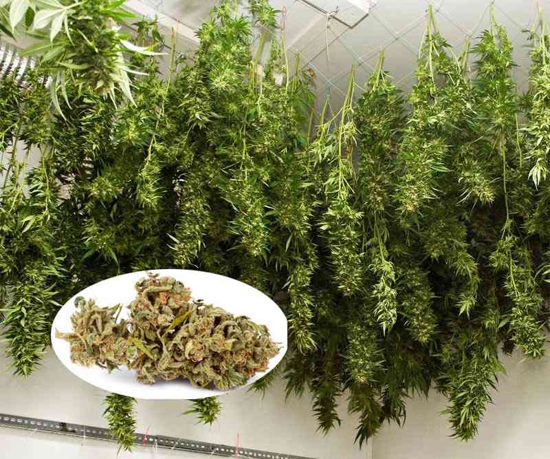 manicurado de la marihuana en seco