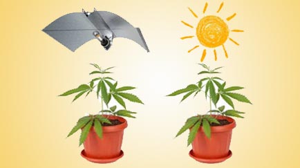 Diferencia entre cultivo de interior y exterior de maria
