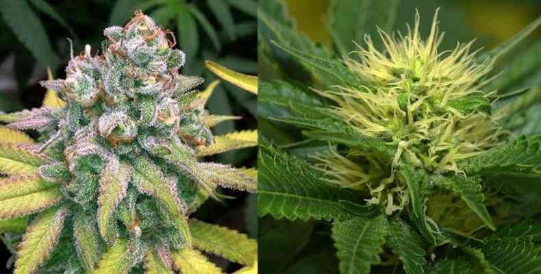 cuando cortar la marihuana a simple vista