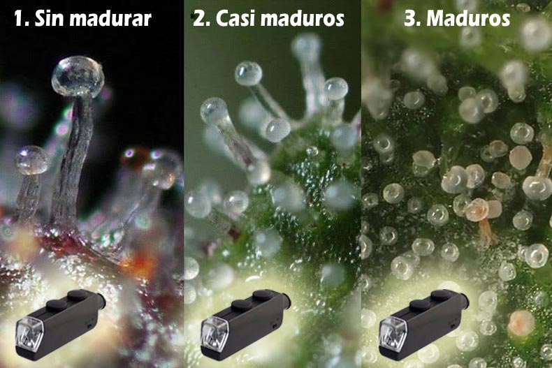 cuando cortar la maria
