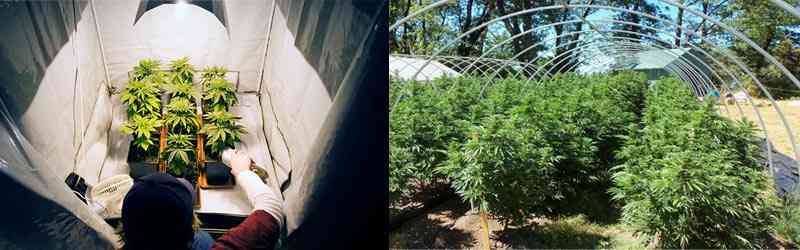 diferencia entre un cultivo de interior de cannabis y uno exterior