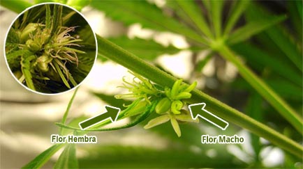 existen las plantas de maria hermafroditas