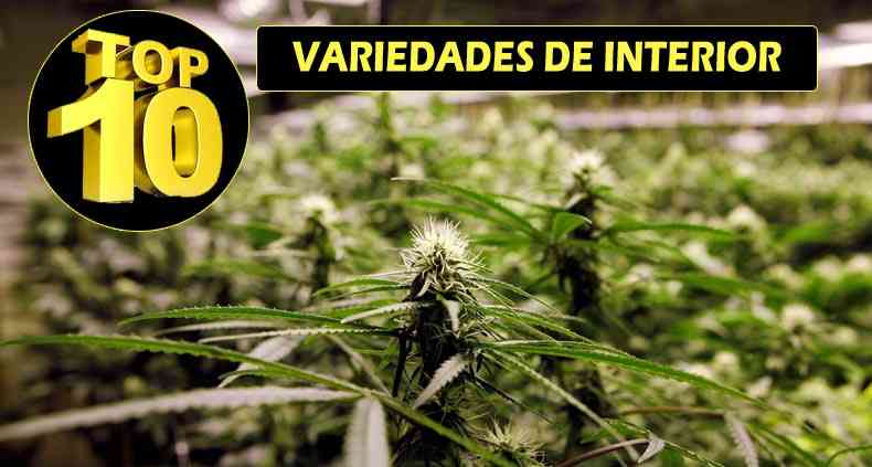 las 10 mejores plantas de marihuana para interior