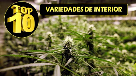 mejores plantas de marihuana para interior