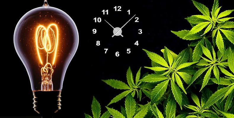 cuantas horas de luz necesita una planta de maria feminizada
