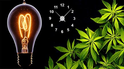 cuantas horas de luz necesita una planta feminizada