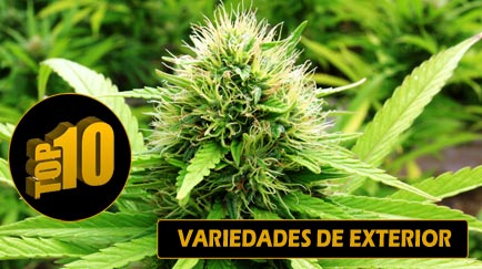 plantas de marihuana para exterior